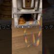 タッチアンドゴー #cat #猫のいる暮らし #セルカークレックス #ブリティッシュショートヘア #メインクーンのオス