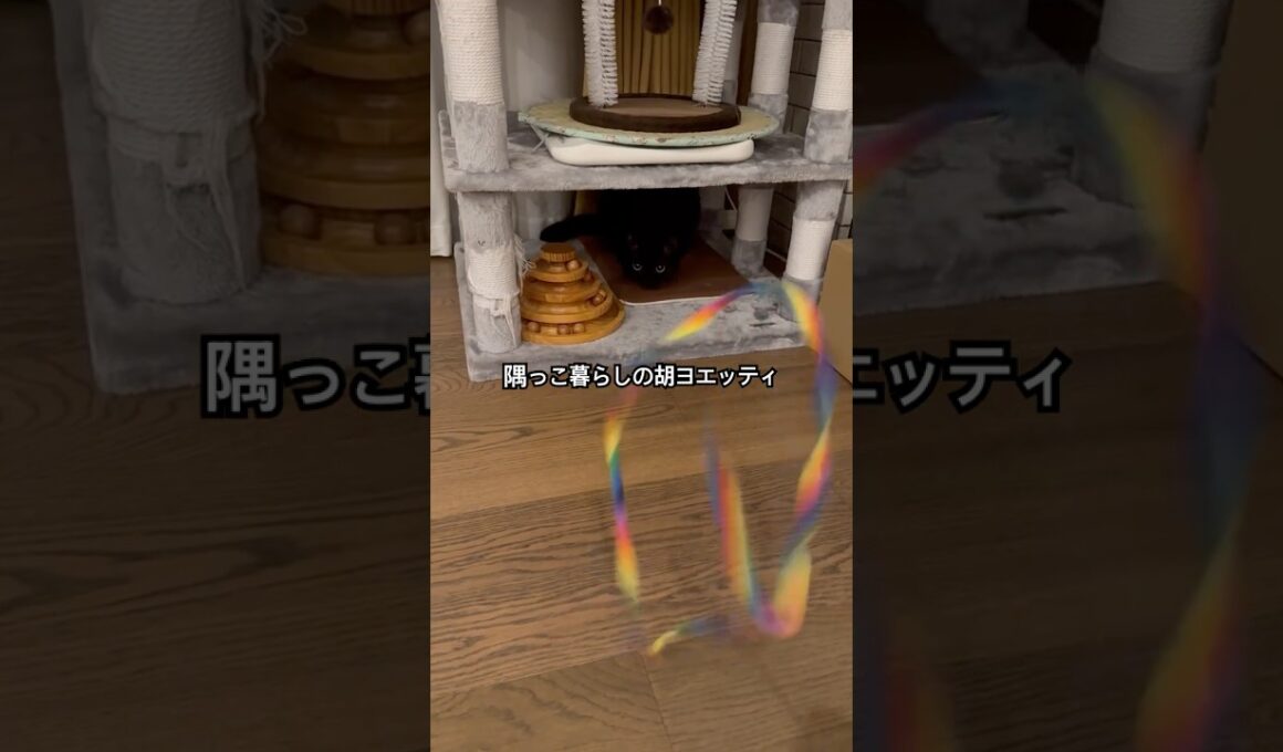 タッチアンドゴー #cat #猫のいる暮らし #セルカークレックス #ブリティッシュショートヘア #メインクーンのオス