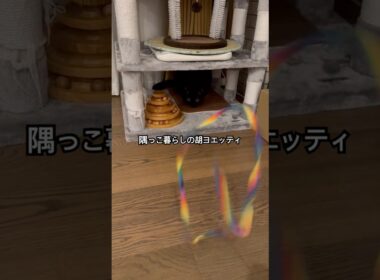 タッチアンドゴー #cat #猫のいる暮らし #セルカークレックス #ブリティッシュショートヘア #メインクーンのオス