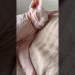 舌をしまい忘れてぐっすり眠る猫アレクサンドラ【スフィンクス】