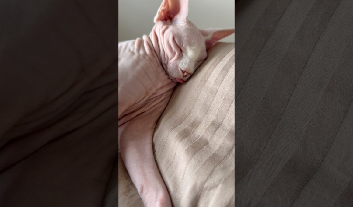 舌をしまい忘れてぐっすり眠る猫アレクサンドラ【スフィンクス】
