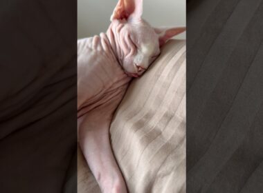 舌をしまい忘れてぐっすり眠る猫アレクサンドラ【スフィンクス】