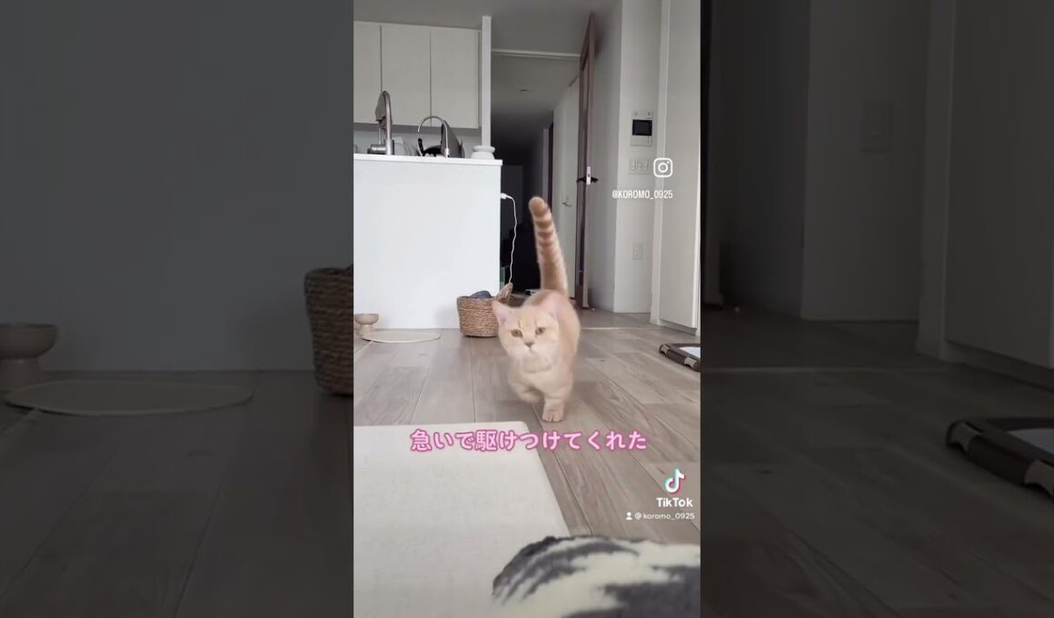 飼い主が鳴くとダッシュで駆けつける猫wwww