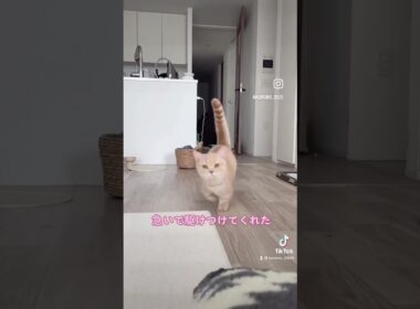 飼い主が鳴くとダッシュで駆けつける猫wwww