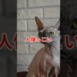 毛のない猫スフィンクスの肌に触れると #スフィンクス #猫 #生物