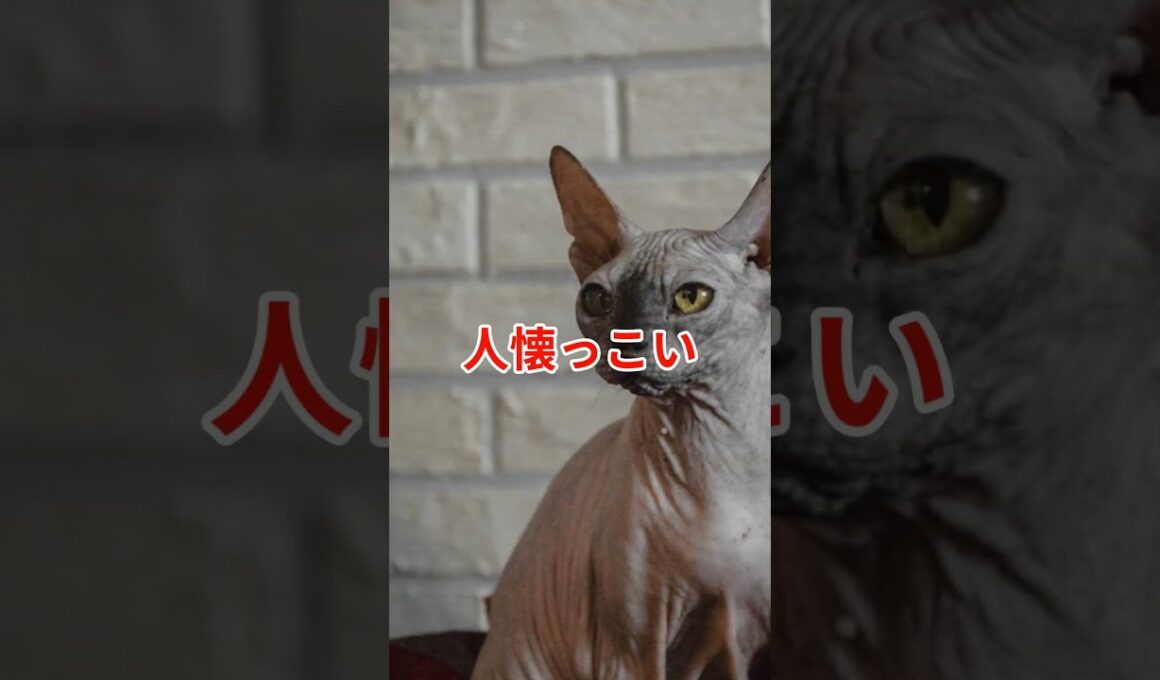 毛のない猫スフィンクスの肌に触れると #スフィンクス #猫 #生物