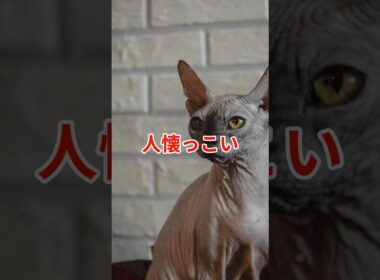 毛のない猫スフィンクスの肌に触れると #スフィンクス #猫 #生物