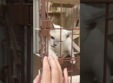 トイレをすれば自由になれると信じ込むなじ