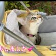 【シンガプーラ】かりんとお散歩したりおもちゃで遊んだり