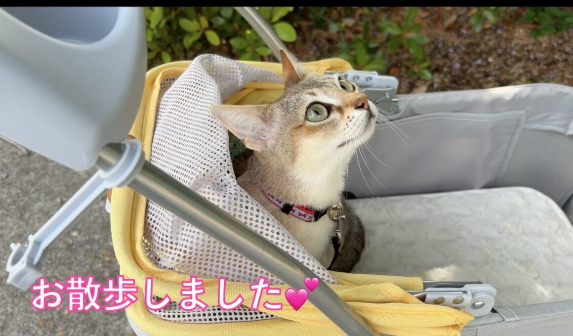 【シンガプーラ】かりんとお散歩したりおもちゃで遊んだり