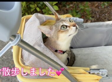 【シンガプーラ】かりんとお散歩したりおもちゃで遊んだり