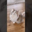 デカ猫なのにお喋り大好きなパリス🫶 #ノルウェージャンフォレストキャット #鳴き声 #cat #cutecat #猫