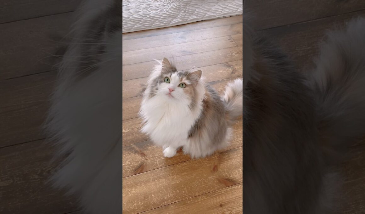 デカ猫なのにお喋り大好きなパリス🫶 #ノルウェージャンフォレストキャット #鳴き声 #cat #cutecat #猫