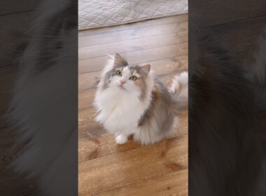 デカ猫なのにお喋り大好きなパリス🫶 #ノルウェージャンフォレストキャット #鳴き声 #cat #cutecat #猫