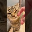 大好きなパパ帰宅で、大喜びなもふもふ猫が可愛い...www #cat #猫