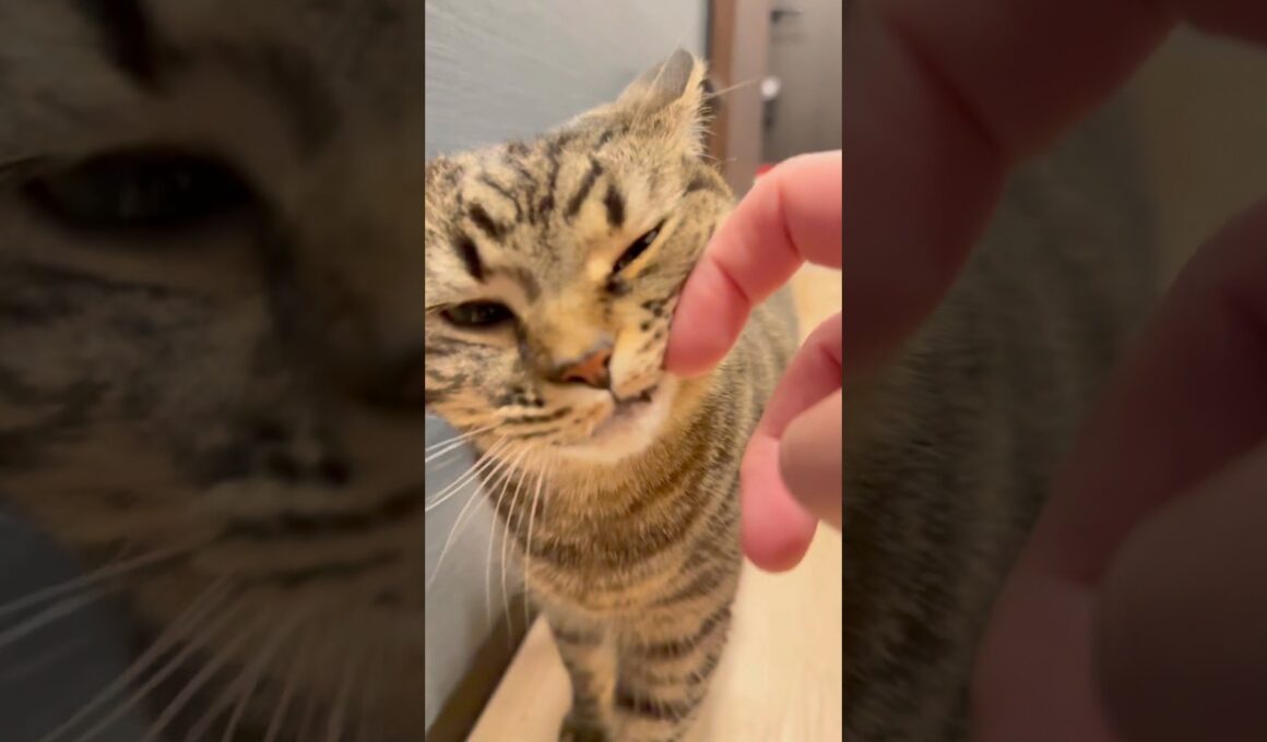 大好きなパパ帰宅で、大喜びなもふもふ猫が可愛い...www #cat #猫
