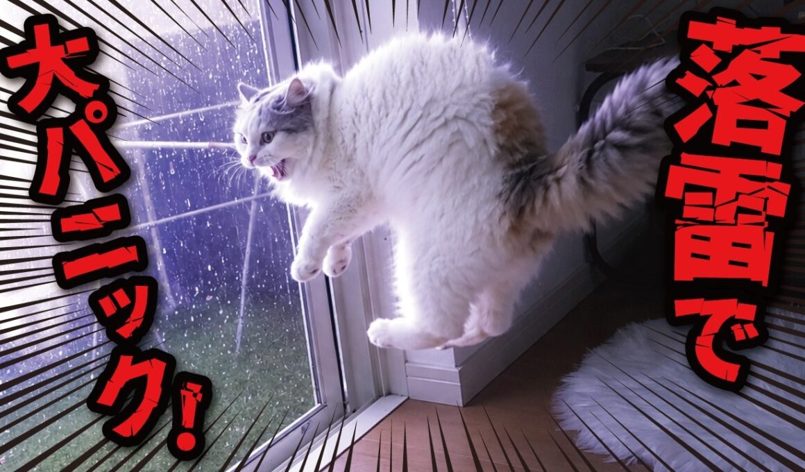近所に雷が落ちた時の猫たちの反応がこちら