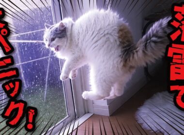 近所に雷が落ちた時の猫たちの反応がこちら