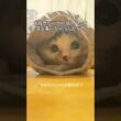 大好きなパパの服の袖に入り込む猫 #保護猫
