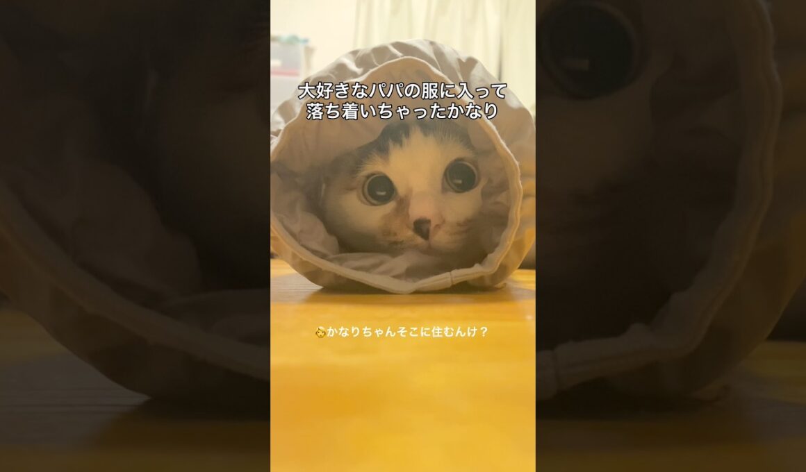 大好きなパパの服の袖に入り込む猫 #保護猫