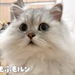 未知の巨大物体と遭遇するもふもふ猫 【サイベリアン】