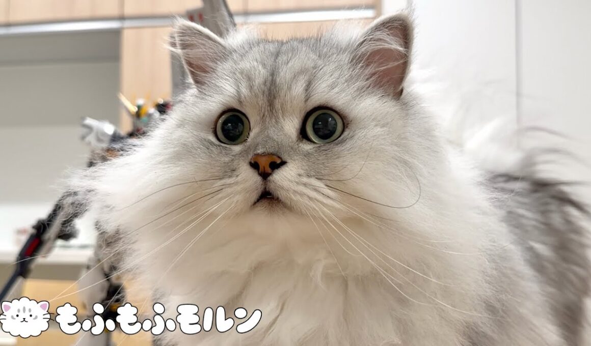 未知の巨大物体と遭遇するもふもふ猫 【サイベリアン】