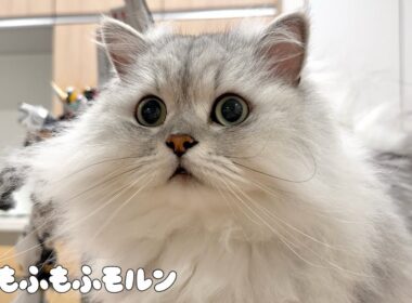未知の巨大物体と遭遇するもふもふ猫 【サイベリアン】