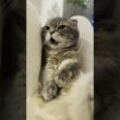 マンチカンが膝の上で無防備お腹見せ😽
