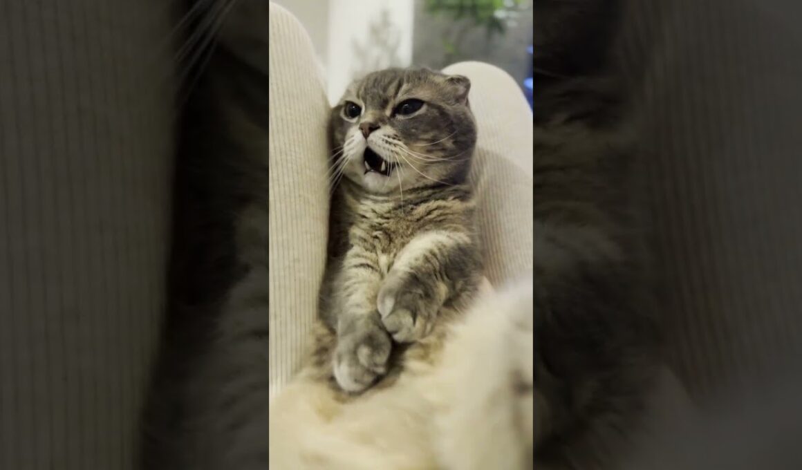 マンチカンが膝の上で無防備お腹見せ😽