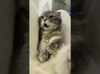 マンチカンが膝の上で無防備お腹見せ😽