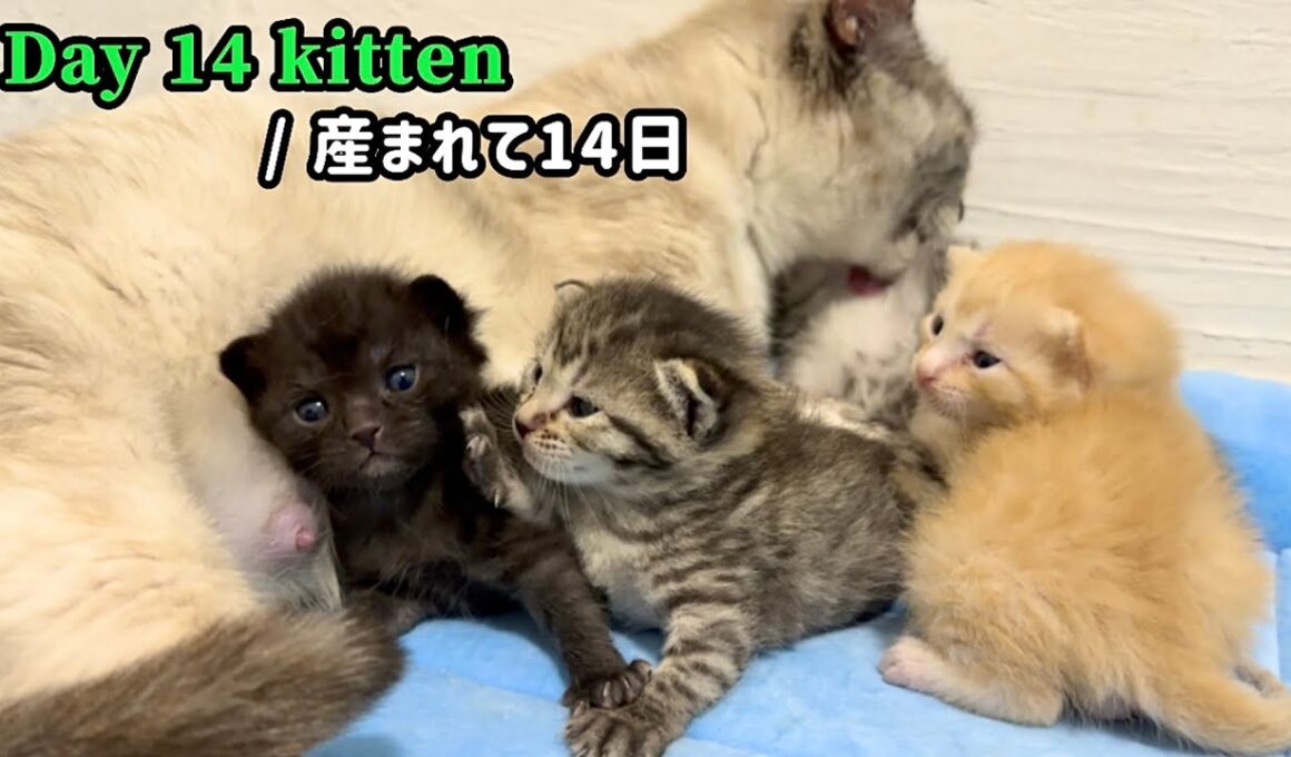 元野良ママが産んだ子猫の成長記録【生後14日目】
