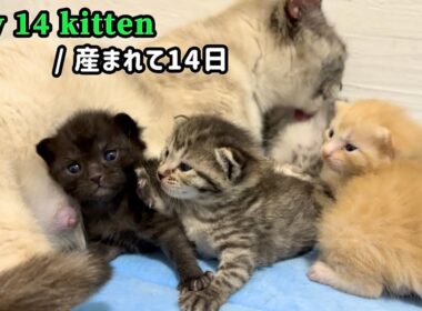 元野良ママが産んだ子猫の成長記録【生後14日目】