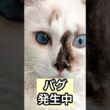 【警告】アメリカンカールのバグが深刻すぎる… #shorts #猫のいる暮らし