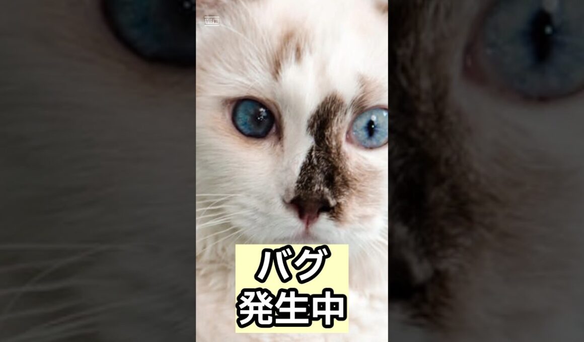 【警告】アメリカンカールのバグが深刻すぎる… #shorts #猫のいる暮らし