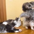 【カワイイ💖】先代ニャンコが使っていたキャットハウスを出してみた！！！ノルウェージャンフォレストキャットとターキッシュアンゴラ