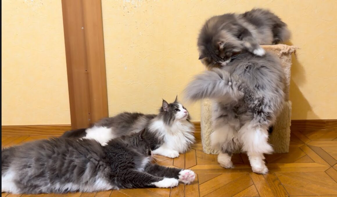 【カワイイ💖】先代ニャンコが使っていたキャットハウスを出してみた！！！ノルウェージャンフォレストキャットとターキッシュアンゴラ