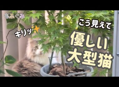 【気高き美少女】見た目はクールな大型猫、中身は「優しさの塊」でした