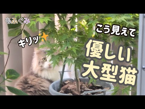 【気高き美少女】見た目はクールな大型猫、中身は「優しさの塊」でした
