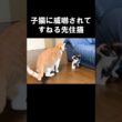 子猫に威嚇されてすねる先住猫 #保護子猫
