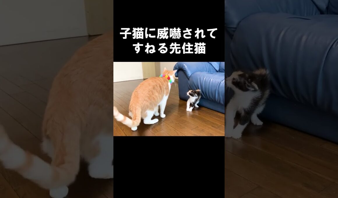 子猫に威嚇されてすねる先住猫 #保護子猫