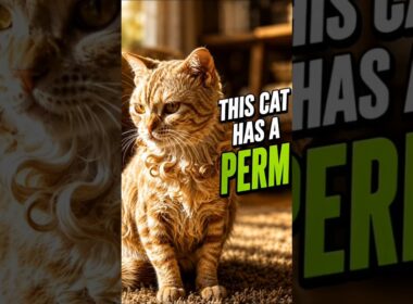 This Cat Has a Natural Perm 😳🐱