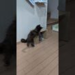 箱で遊ぶメインクーンの子猫達がとっても可愛い❤