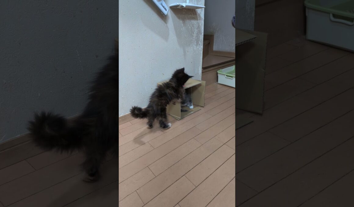 箱で遊ぶメインクーンの子猫達がとっても可愛い❤