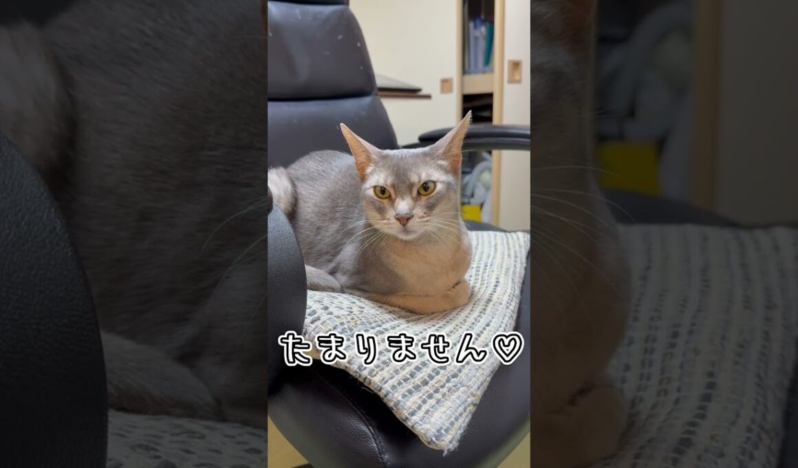 アビシニアンとは その72 ツンデレな猫ちゃん #shorts #猫 #アビシニアン