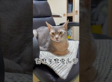 アビシニアンとは その72 ツンデレな猫ちゃん #shorts #猫 #アビシニアン