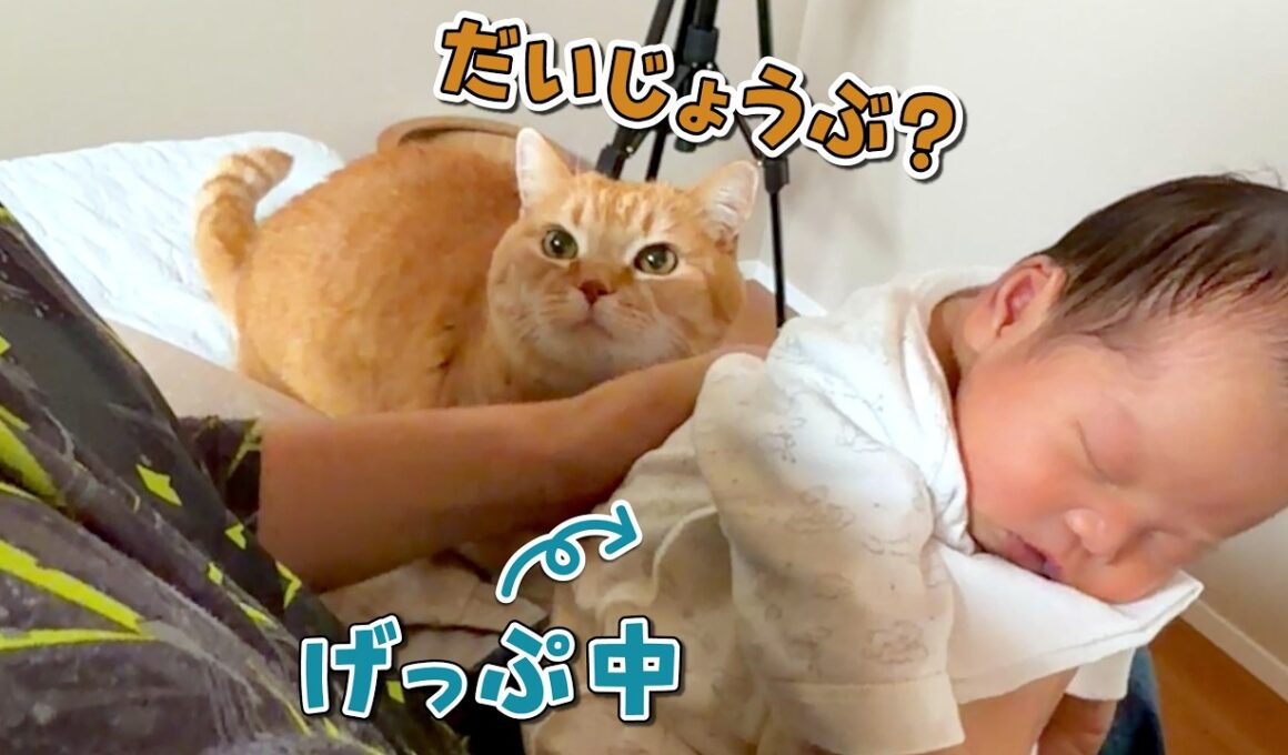 赤ちゃんのお世話を手伝ってくれる兄猫が可愛すぎる！