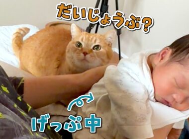 赤ちゃんのお世話を手伝ってくれる兄猫が可愛すぎる！