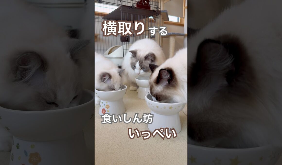 弟の分を横取りする食いしん坊いっぺい💦#ラグドール #猫好きさんと繋がりたい #猫のいる暮らし #ねこ動画