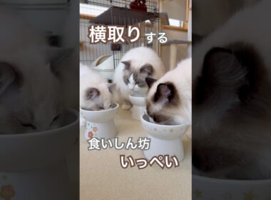 弟の分を横取りする食いしん坊いっぺい💦#ラグドール #猫好きさんと繋がりたい #猫のいる暮らし #ねこ動画