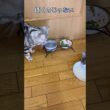 母の日のプレゼントに動揺する猫 #アメリカンショートヘア #アメショ #猫の日常